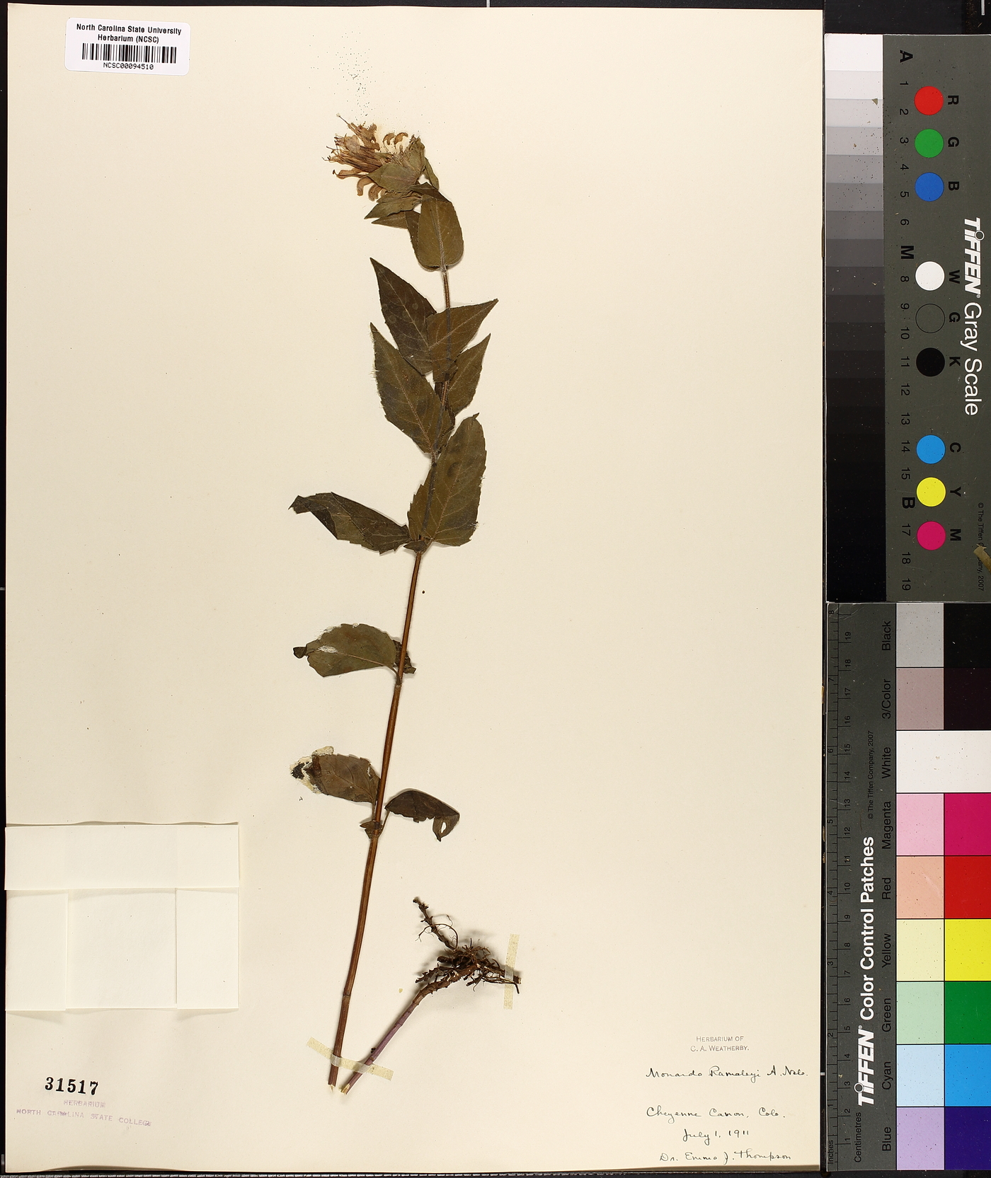 Monarda ramaleyi image