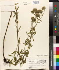 Pycnanthemum flexuosum image