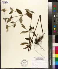 Pycnanthemum incanum image