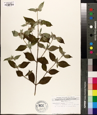 Pycnanthemum incanum image