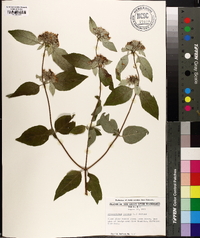 Pycnanthemum incanum image