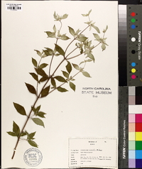 Pycnanthemum incanum image