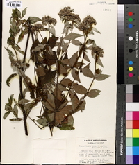 Pycnanthemum pycnanthemoides image