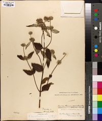 Pycnanthemum pycnanthemoides image