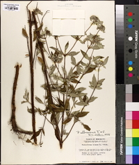 Pycnanthemum albescens image