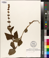 Salvia urticifolia image