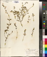 Salvia cedrosensis image
