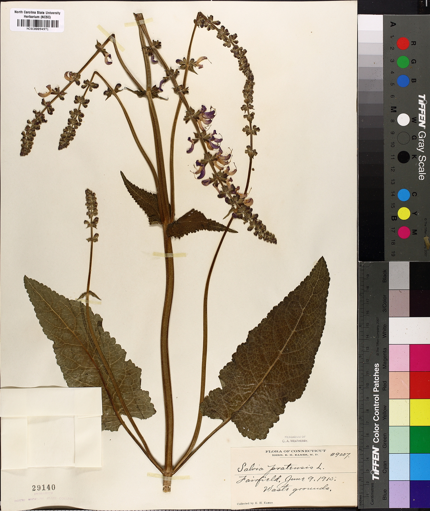 Salvia pratensis image