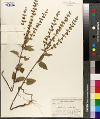 Scutellaria ovata image