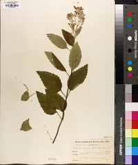 Scutellaria punctata image