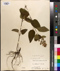 Scutellaria punctata image