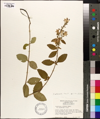 Scutellaria altamaha image