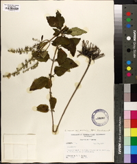 Scutellaria incana image