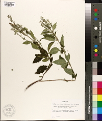 Scutellaria incana image