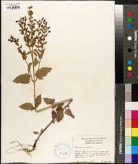 Scutellaria ovata image