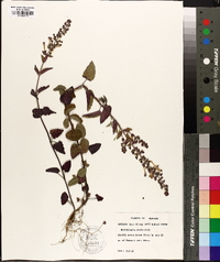 Scutellaria ovata image