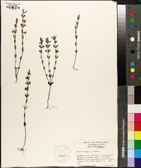 Scutellaria parvula image