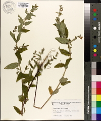 Scutellaria galericulata image