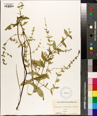 Scutellaria galericulata image