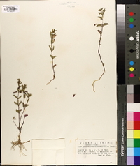 Scutellaria antirrhinoides image