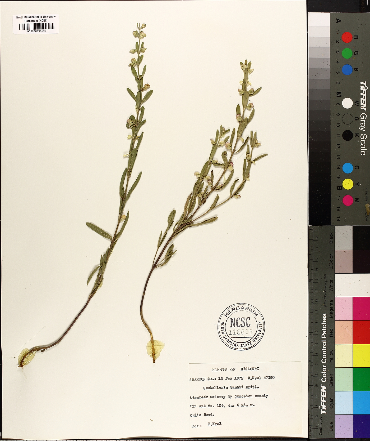 Scutellaria bushii image