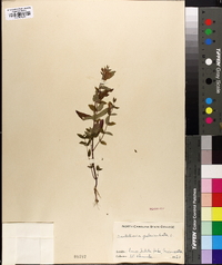 Scutellaria galericulata image