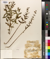 Scutellaria galericulata image