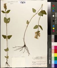 Scutellaria ovalifolia image