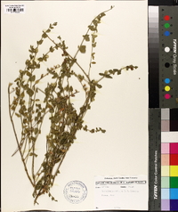 Scutellaria potosina image