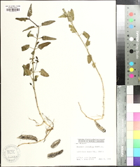 Stachys floridana image