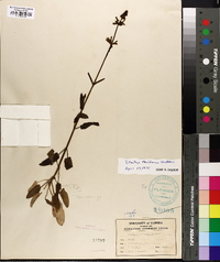 Stachys floridana image