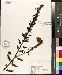 Aureolaria virginica image