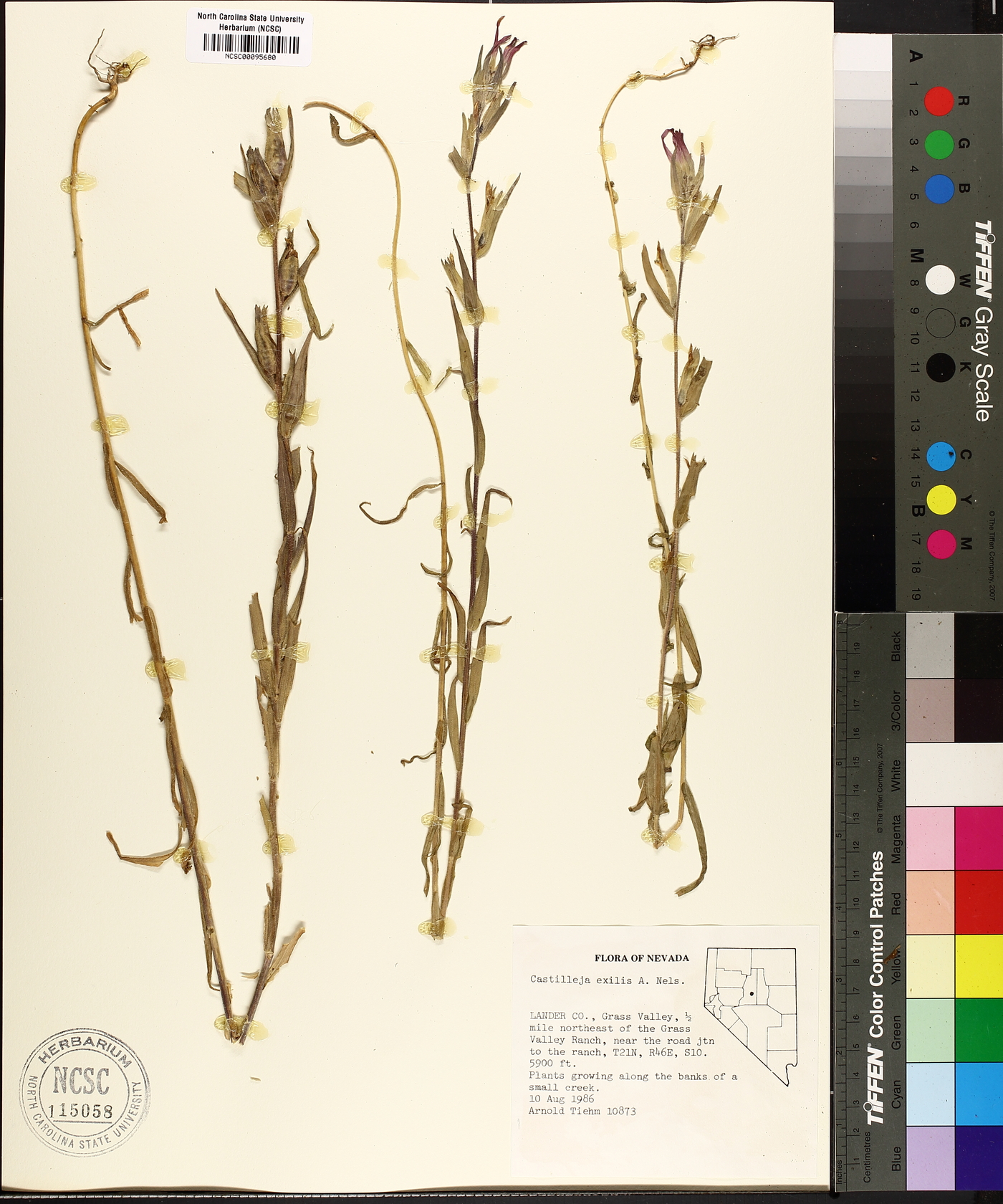 Castilleja minor var. exilis image
