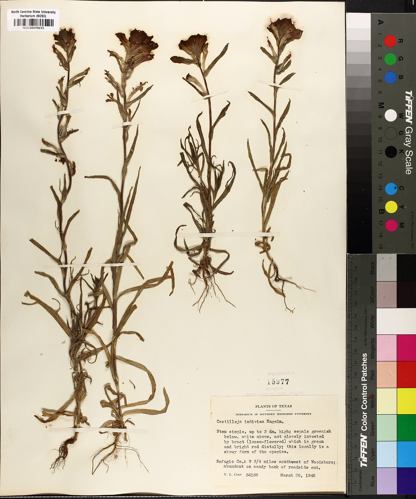 Castilleja indivisa image