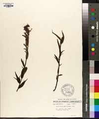 Castilleja parviflora image