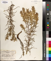 Castilleja rustica image