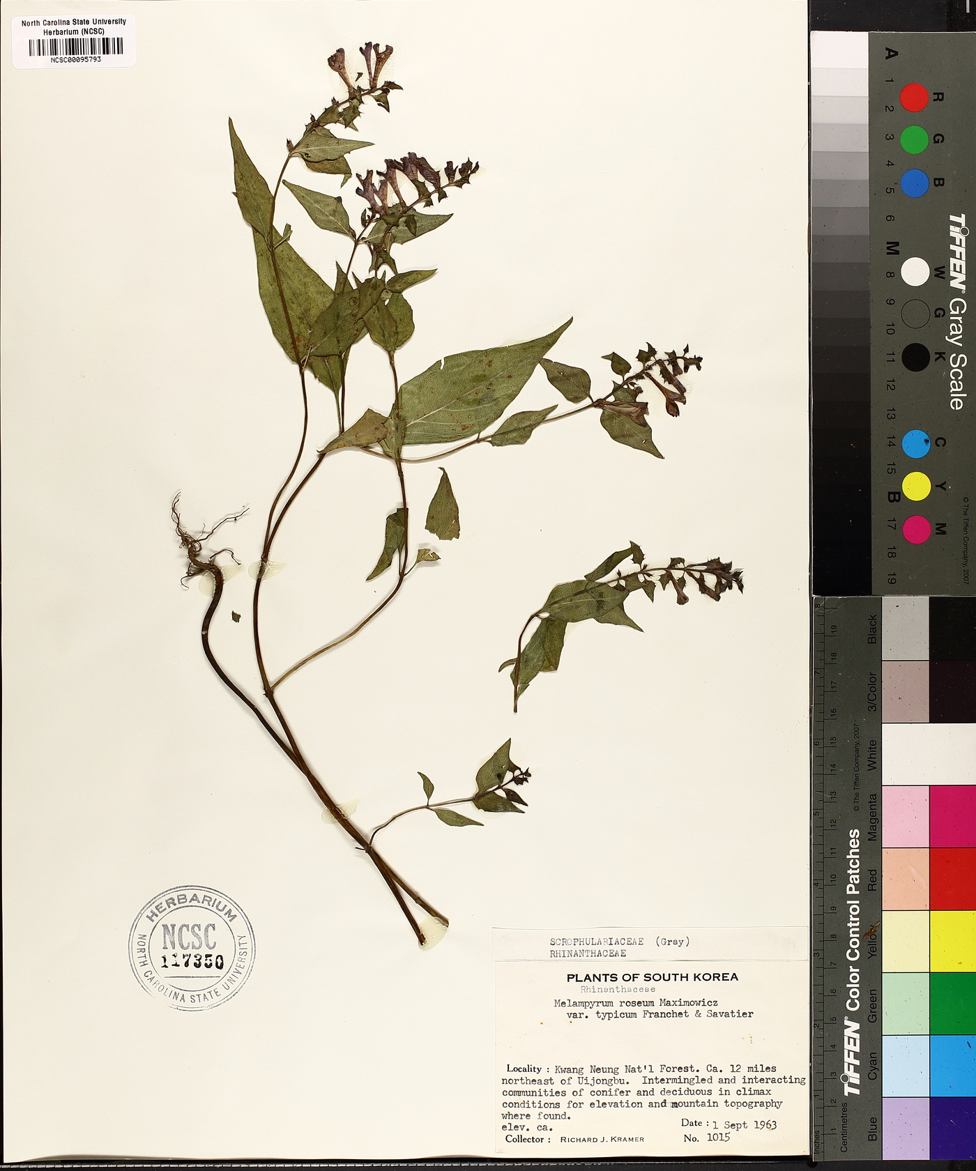 Melampyrum roseum image