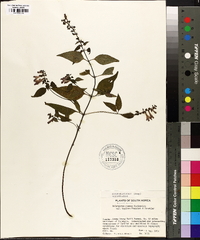 Melampyrum roseum image