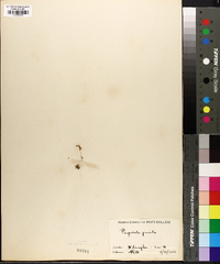 Pinguicula pumila image
