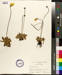 Pinguicula lutea image