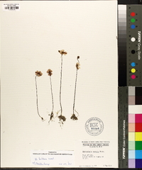 Utricularia gibba image