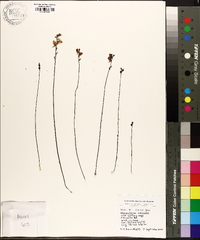 Utricularia cornuta image