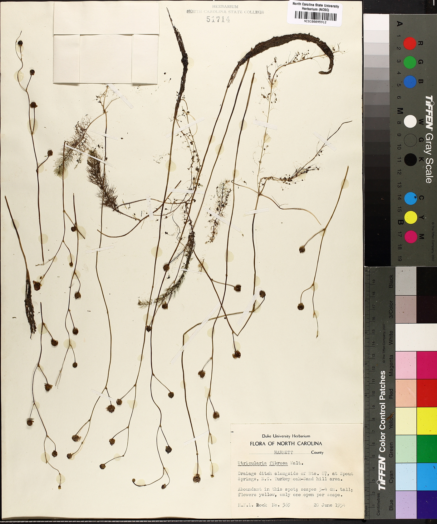 Utricularia striata image