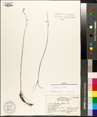 Utricularia gibba image