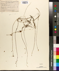 Utricularia gibba image