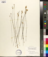 Utricularia juncea image