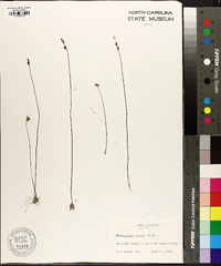 Utricularia juncea image