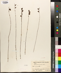 Utricularia juncea image