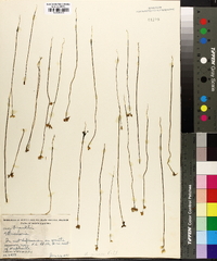 Utricularia juncea image