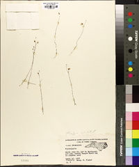 Utricularia subulata image